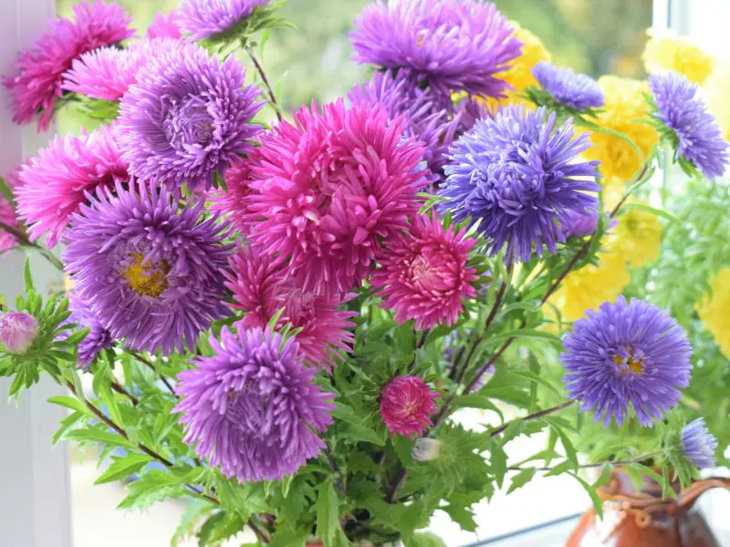 Boquet of Aster Flowers in a Vase