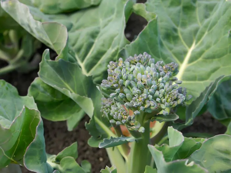 broccoli head flowering small and too early