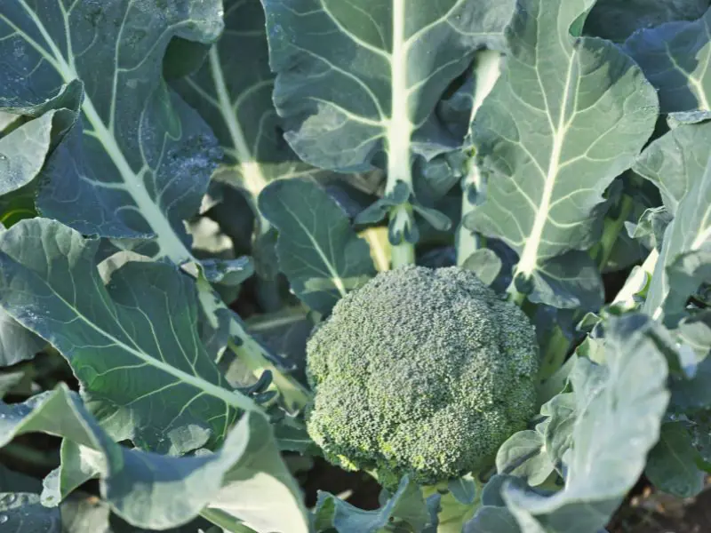 broccoli plant growing and head of broccoli ready for harvest