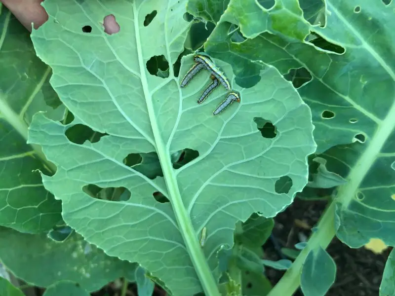 cabbage worms on the back of a broccoli plant leaf.