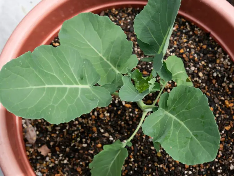 broccoli seedling growing in a small terra cotta pot
