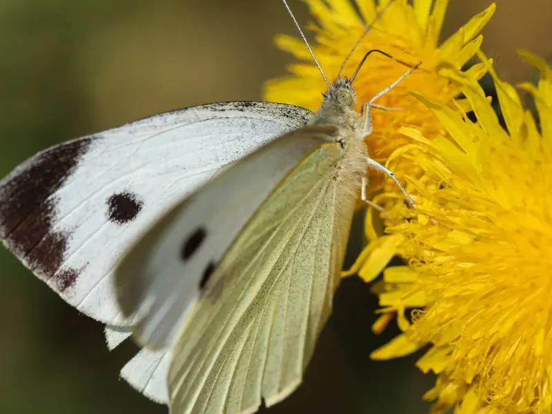 Cabbage Moth on Yellow Dandelion