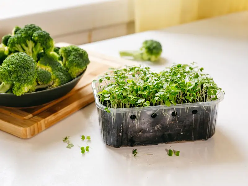 broccoli sprouts growing in small plastic container with soil on a white counter. Next to the sprouts is a wood cutting board with a small bowl of broccoli crowns.