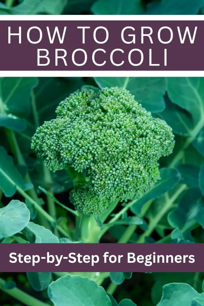 How to Grow Broccolie for Beginners. Step-by-Step Guide
