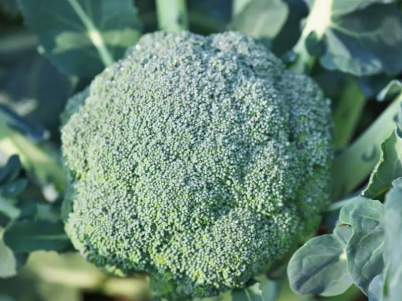 Broccoli plant growing and ready for harvest