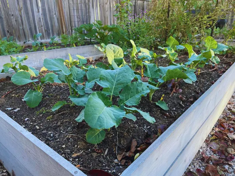How to control cabbage moths in the garden