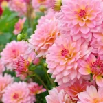 image of pink dahlias