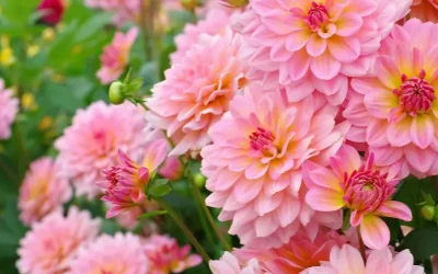 How to Pinch Back Flowers for Bushier Plants and More Blooms