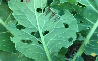 Cabbage Moth Control 101: How to Keep Your Plants Pest-free