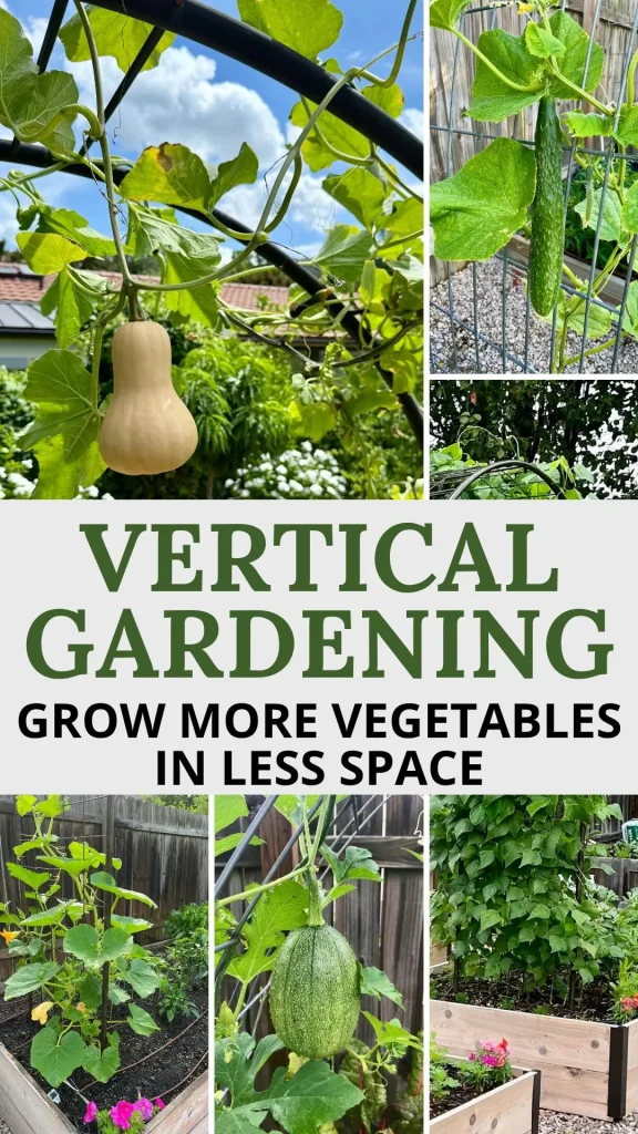 Vertical garden showing a butternut squash and a cucumber growing on trellises, demonstrating how vegetables can be grown upwards to save space.