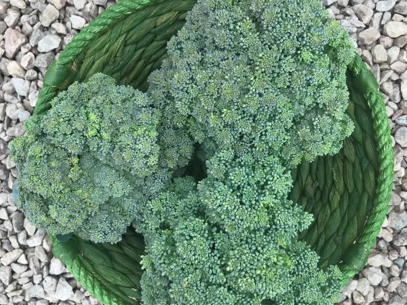 3 broccoli heads harvested and sitting in a green wicker bowl.