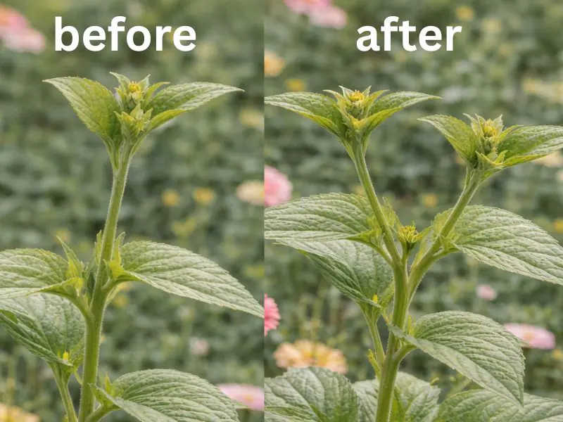 image of before pinching flower stem and the result of after.