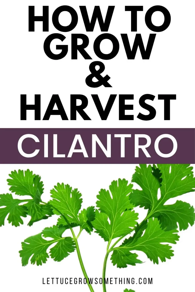 how to grow cilantro in central texas