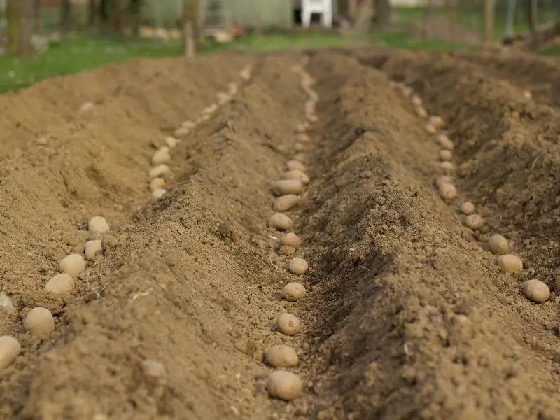 Planting potatoes in the ground