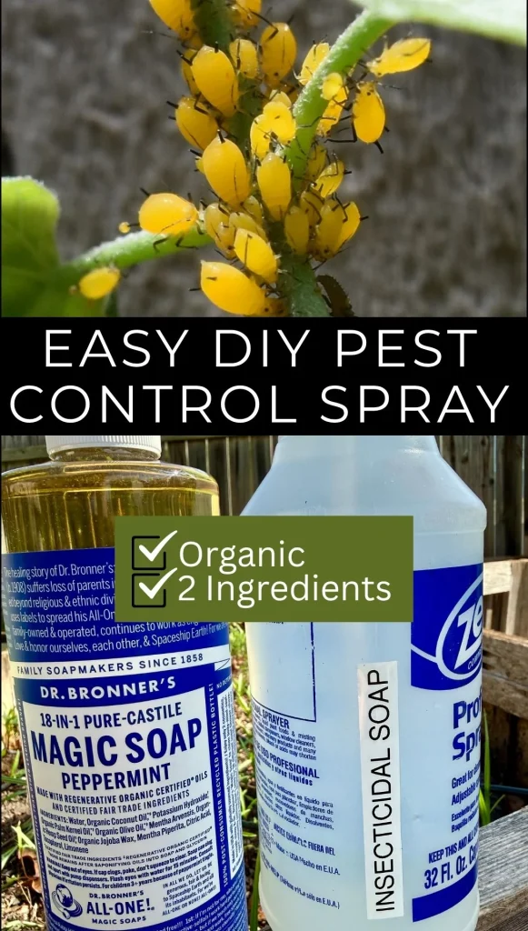 DIY Pest Control Spray. image of yellow aphids on stem of plant and image of dr bonners peppermint soap and a spray bottle with insecticidal soap written on the side.