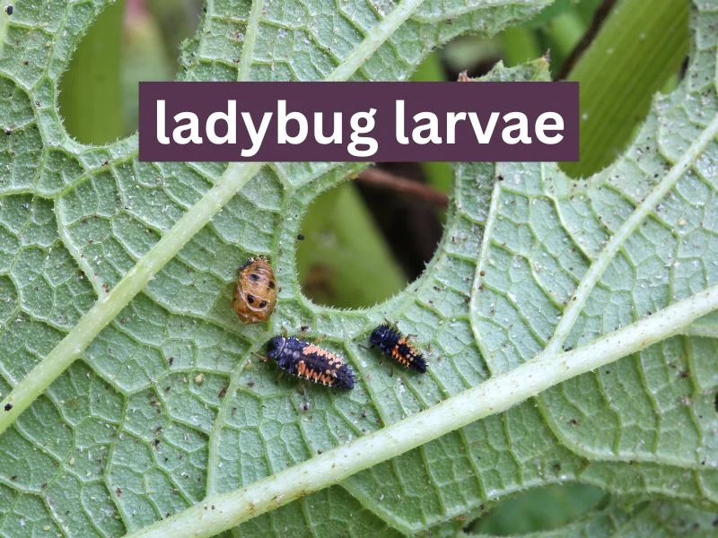 Ladybug larvae