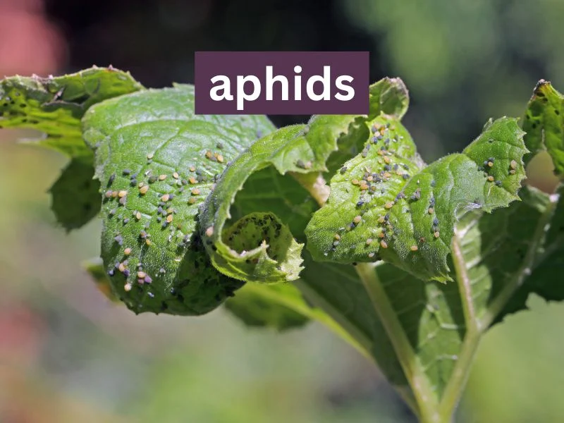 aphids on vegetable plant